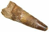 Fossil Spinosaurus Tooth - Real Dinosaur Tooth #370726-1